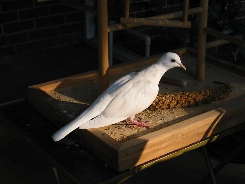 Personality differences / similarities between diamond doves and